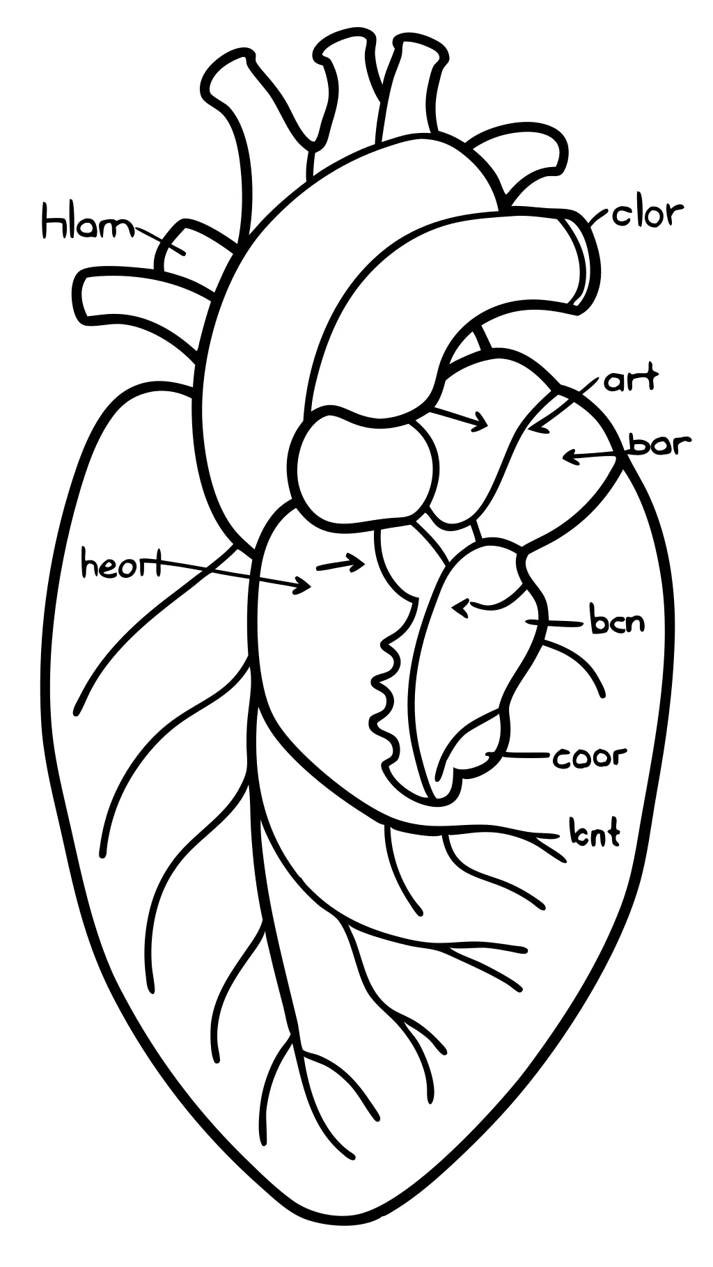 páginas para colorear de anatomía del corazón